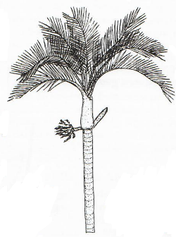 Axillary, Subfoliar / Infrafoliar